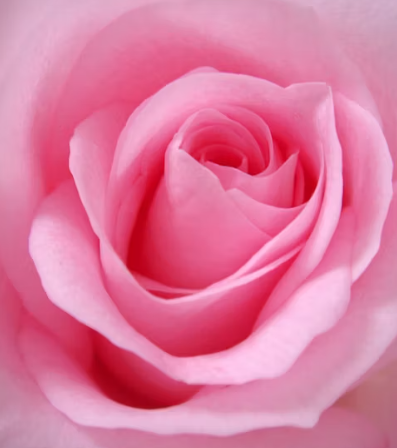 Rose, blooming