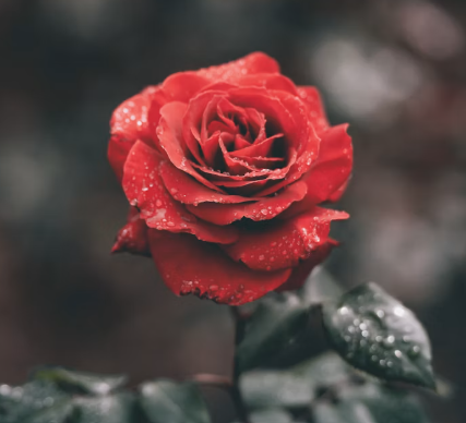 Rose, opening