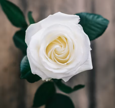 Rose, fully open